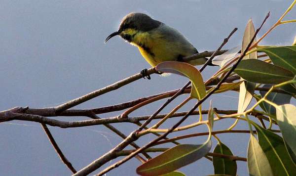 beautiful pics of birds