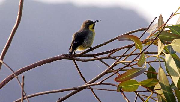 beautiful pics of birds