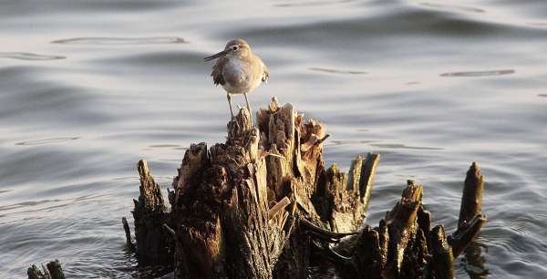 beautiful pics of birds