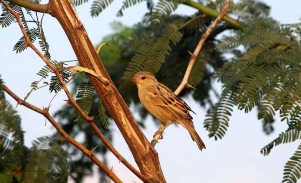 beautiful pics of birds