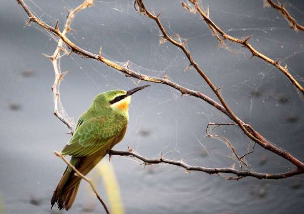 beautiful pics of birds