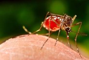 Dengue Fever: dengue kya hai hindi mai