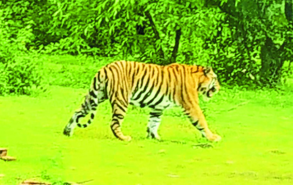 Panna Tiger location found in damoh district