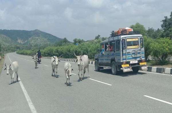 sirohi