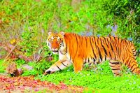 panna tiger reserve online booking