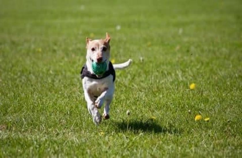 dog park