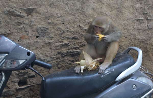 beautiful pics of monkay