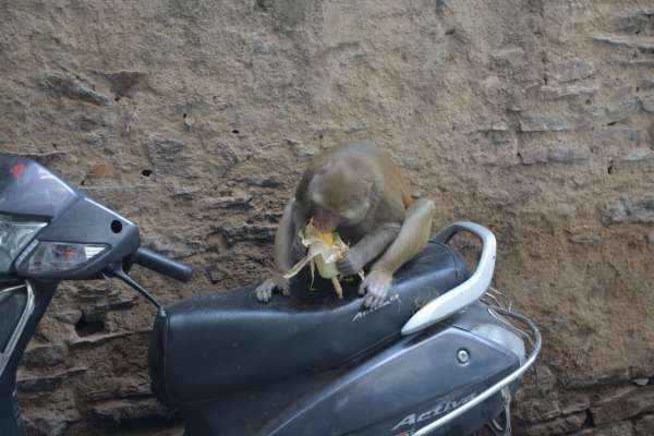 beautiful pics of monkay