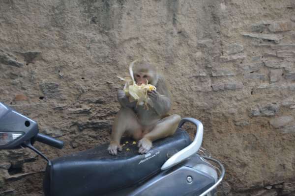 beautiful pics of monkay