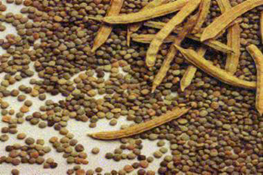 guar gum production in jodhpur