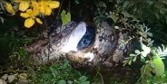 python swallows goat