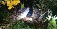 python swallows goat
