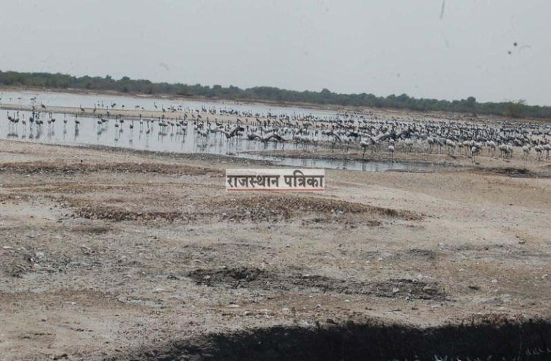 Siberia Kurzan Birdfriend