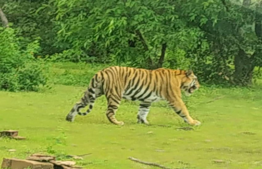 Be careful if the tiger is missing from 36 hours Panna Tiger Reserve