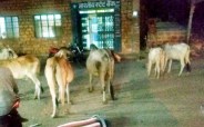 jaisalmer