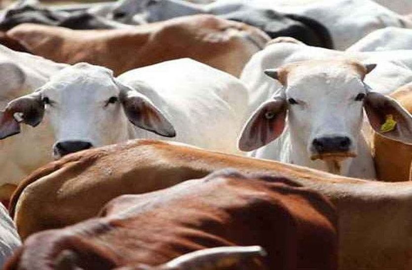 One arrested with cow beef in tijara alwar