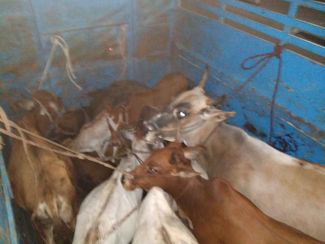 Three youths arrested for taking cows