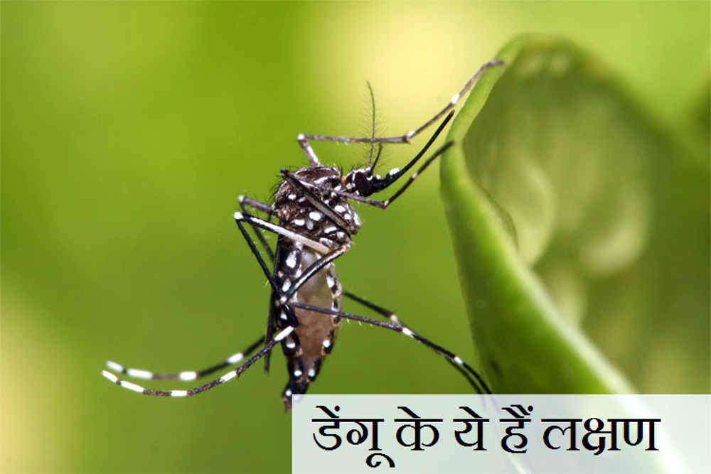 dengue ke lakshan aur upay in hindi