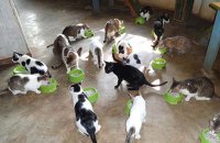 People made the cat live