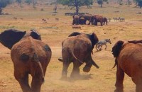 man drives hours every day in drought to bring water to wild animals