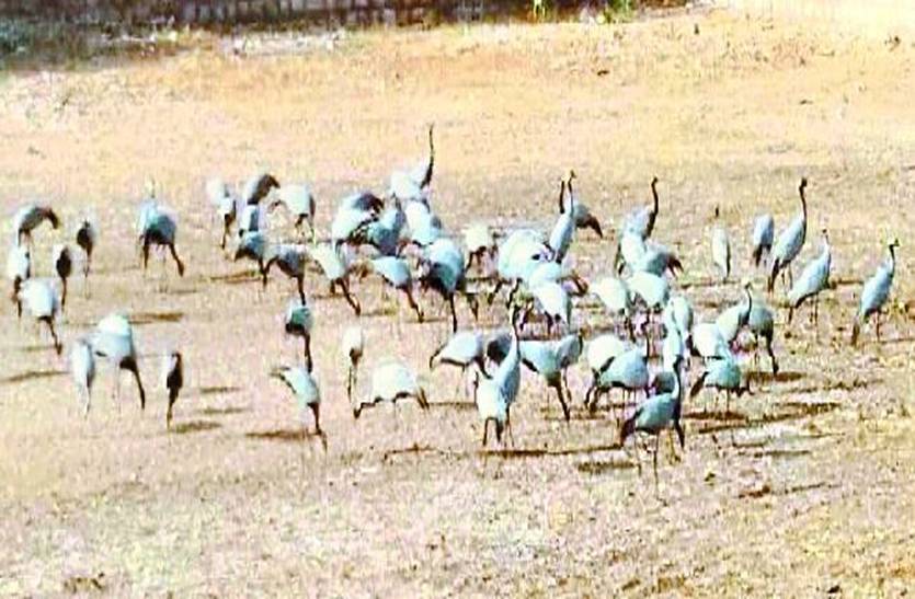 Migrant birds Kurja in Khichan