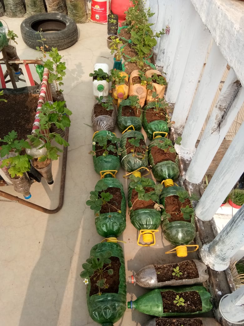 Grow plants in bottles tires and swings