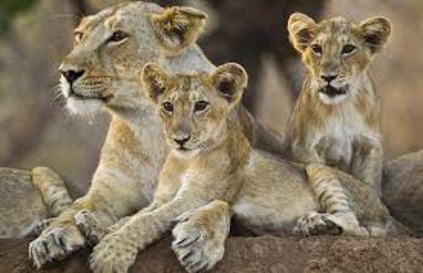Asiatic Lion: Every year around 210 new cubs are born