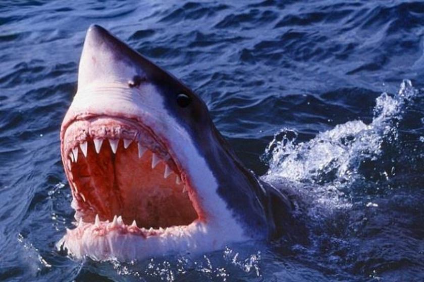 Australia 2 tiger sharks shot dead after they attack in two
