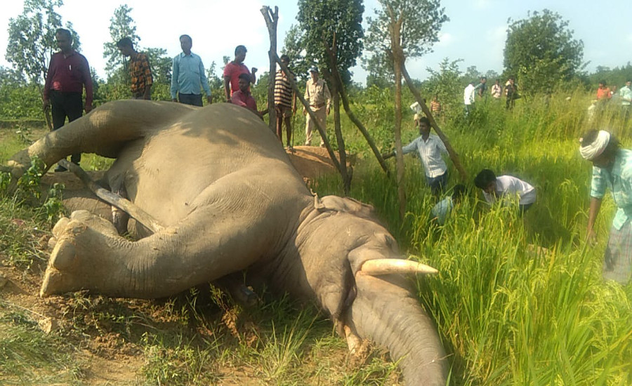 Elephant dead body