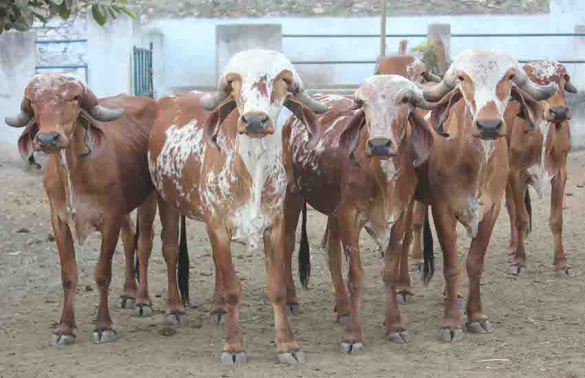 Gujarat Gir Cow