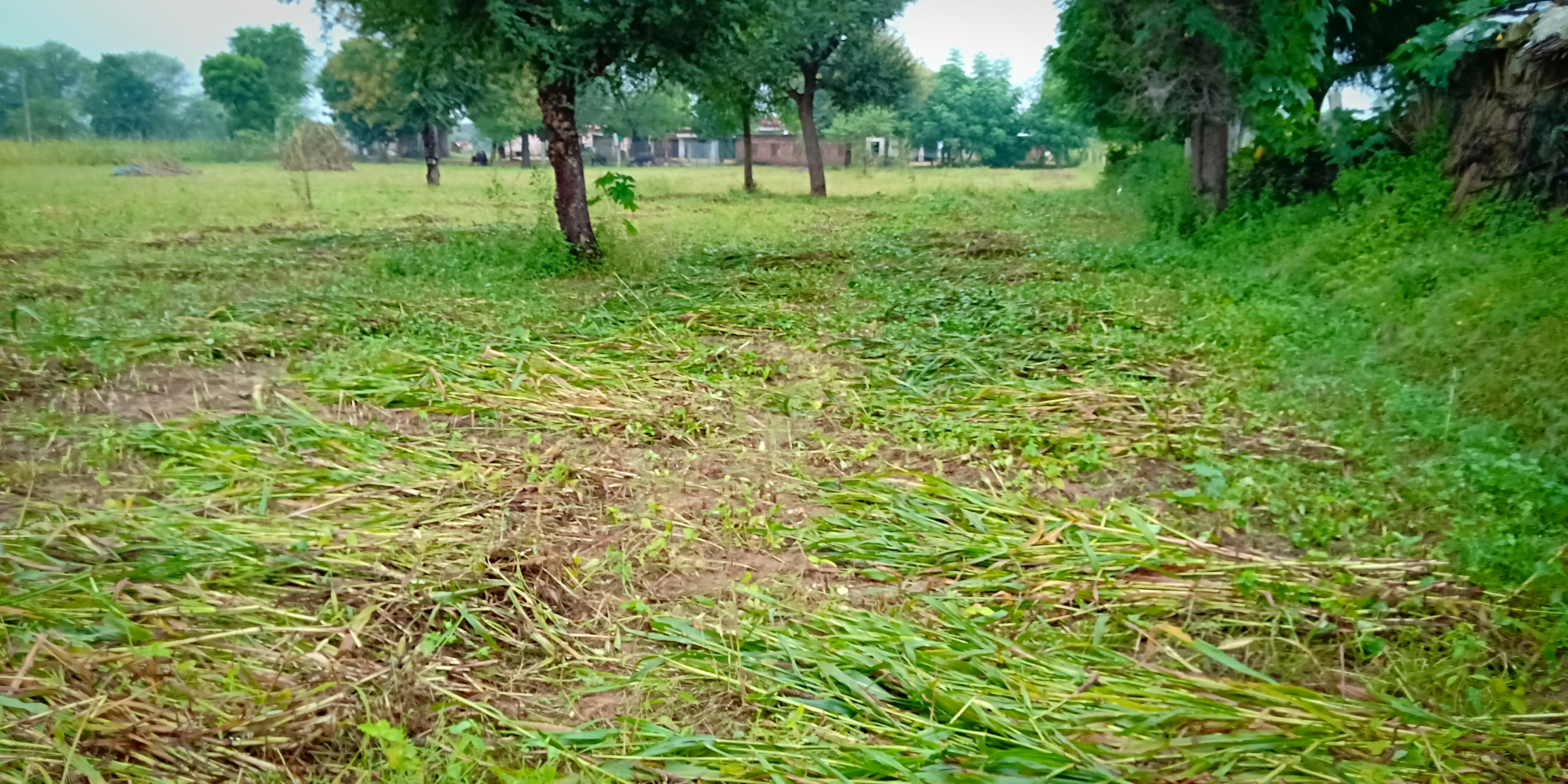  farmers worry about crop failure by rain 