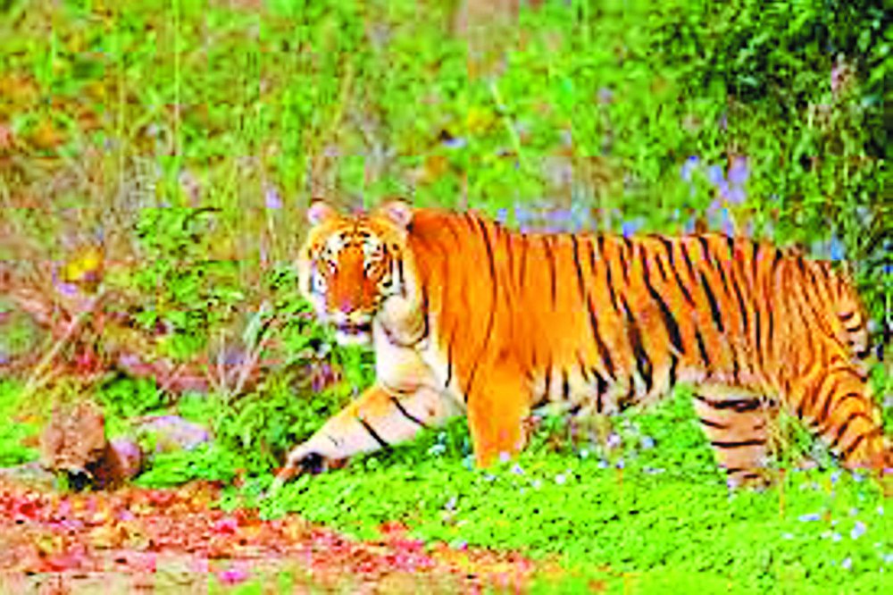  Panna and Damoh agree with the terror of tigers