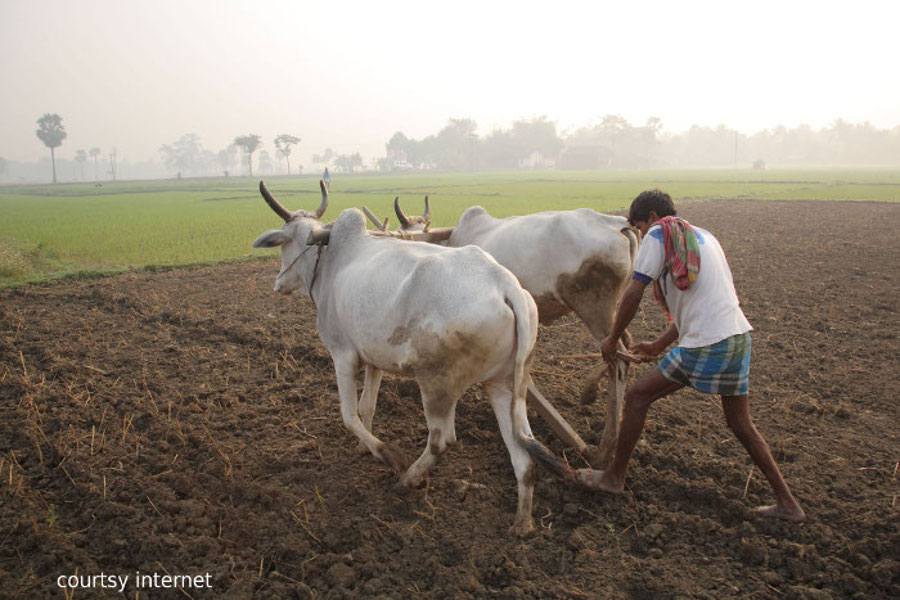 farmers in rajasthan
