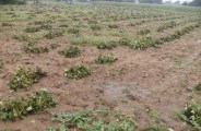 on-the-verge-of-being-ripe-crop-in-the-field