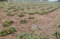 on-the-verge-of-being-ripe-crop-in-the-field