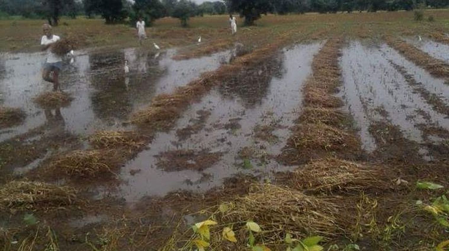 Rain damaged crop in jaipur rural