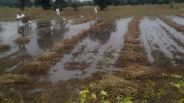 Rain damaged crop in jaipur rural