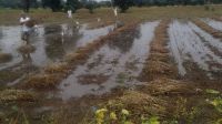 Rain damaged crop in jaipur rural