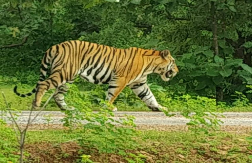 Panna Tiger Reserves Back tiger