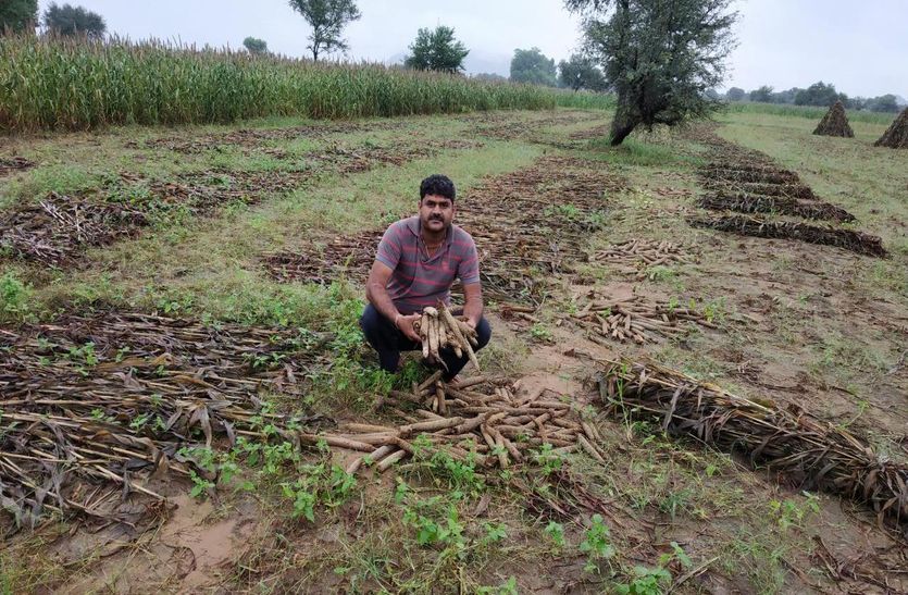 Rain Affect 55 crore millet crop in alwar
