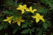 cure snake poison naturally with the help of this plant