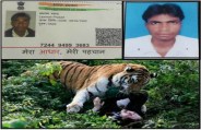 tiger ne khaya