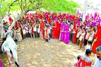 गो तेला पर्व पर गोपूजन के लिए उमड़ी महिलाएं