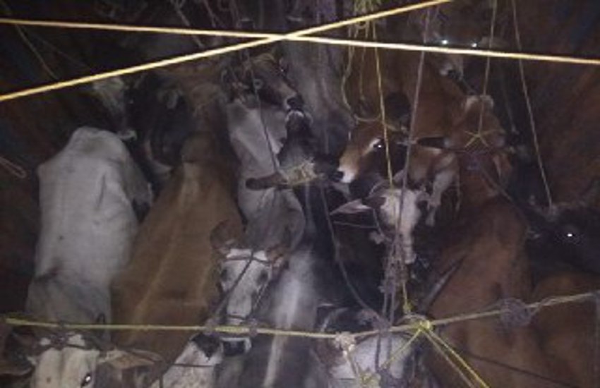 Police recovered cattle