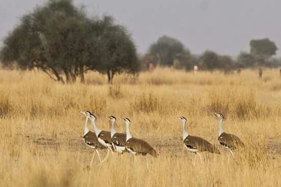 research on great indian bustard