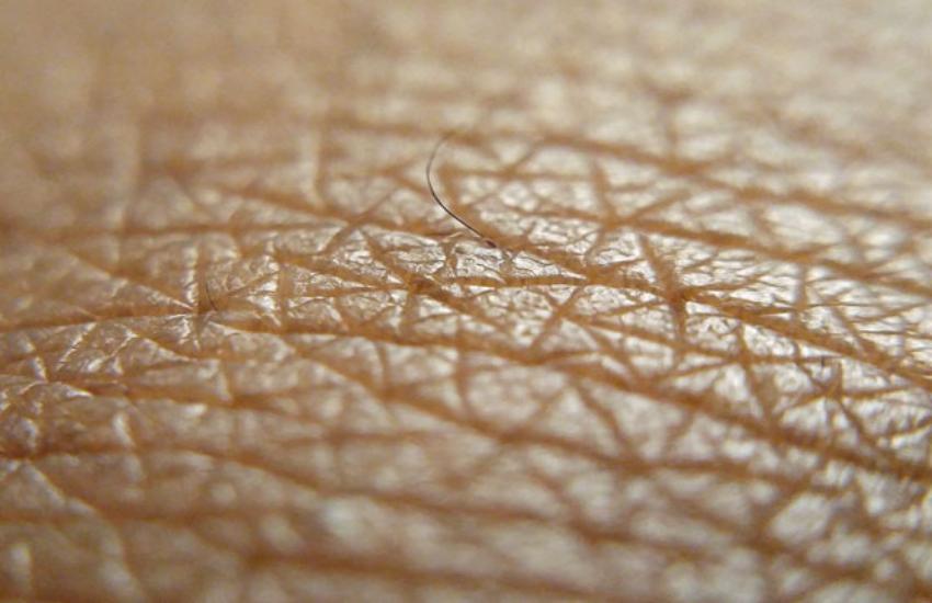 human skin 