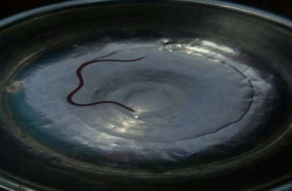 bloodsucker in nagar nigam water