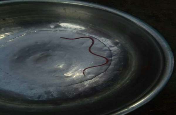 bloodsucker in nagar nigam water