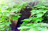 शौचालय निर्माण की राशि सरकार ने जारी कर दी