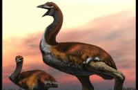 bird